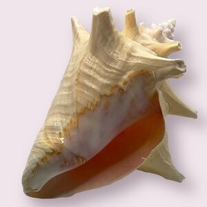 Extra Large Queen Conch Shell